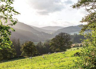 Bright green Scottish hills are dotted with meandering sheep in a breathtaking view of nature.