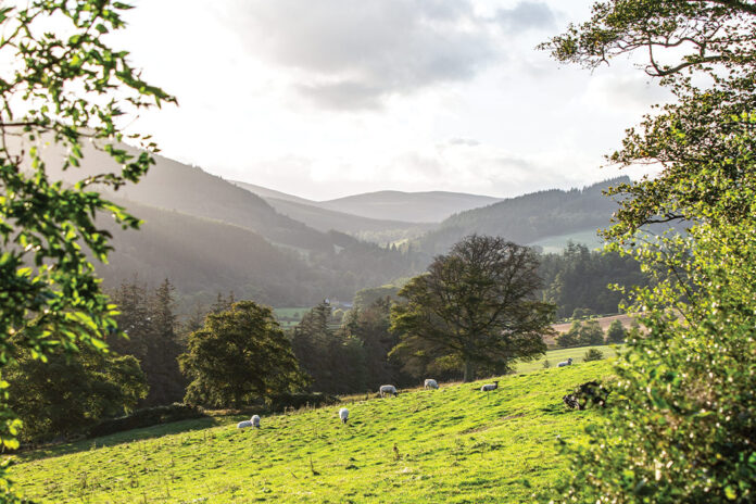 Bright green Scottish hills are dotted with meandering sheep in a breathtaking view of nature.