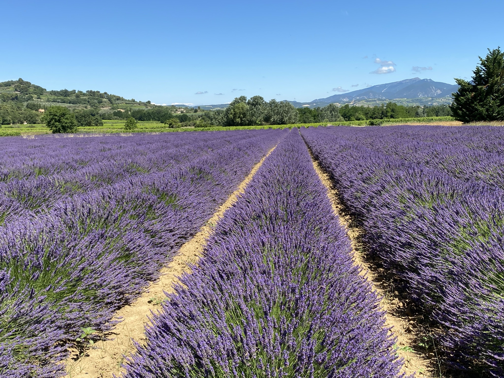 Lavender fields in Provence, France.