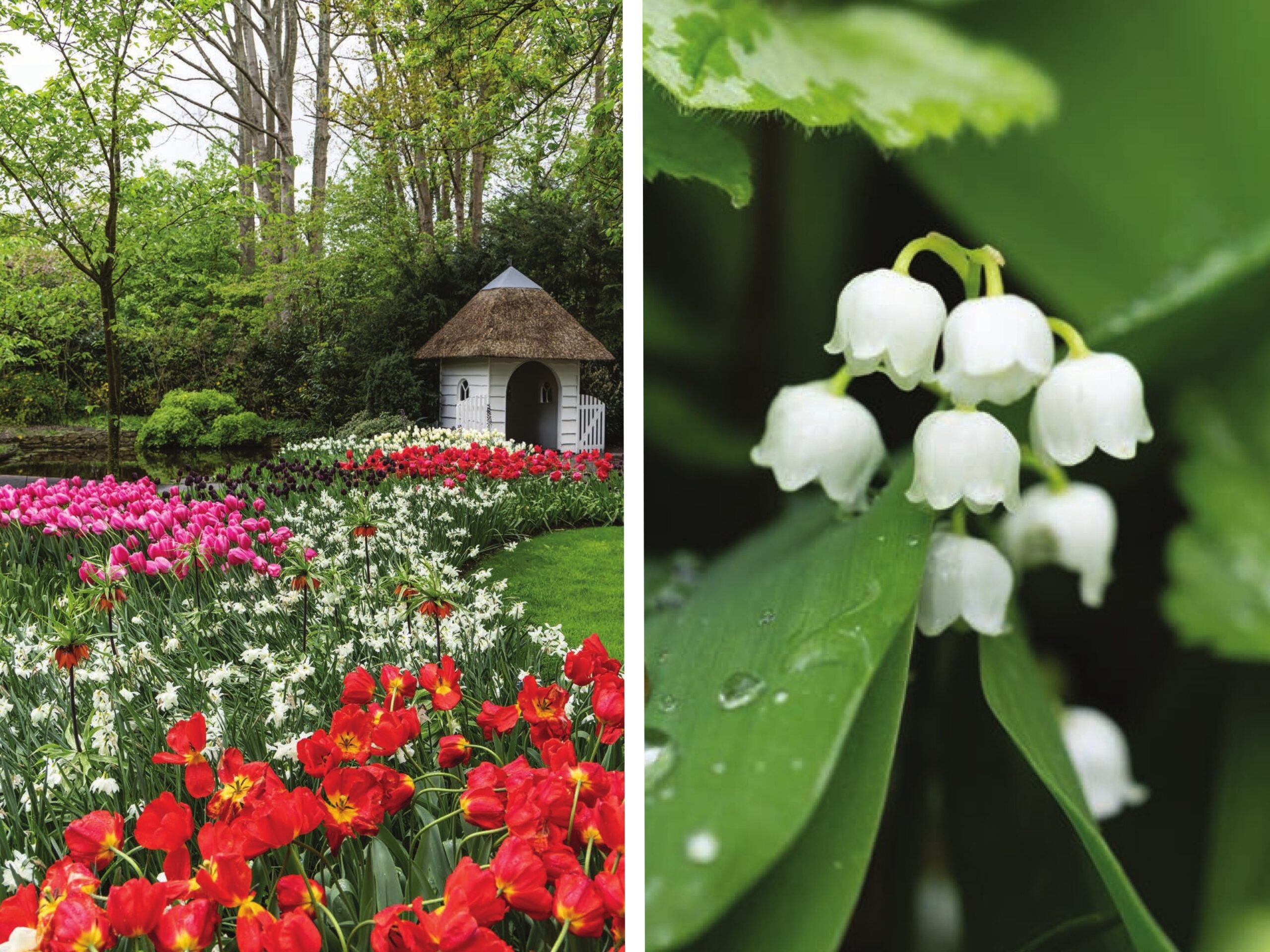 An abundance of colorful flowers fill the fields of Keukenhof Garden, including tiny lily of the valley blossoms.