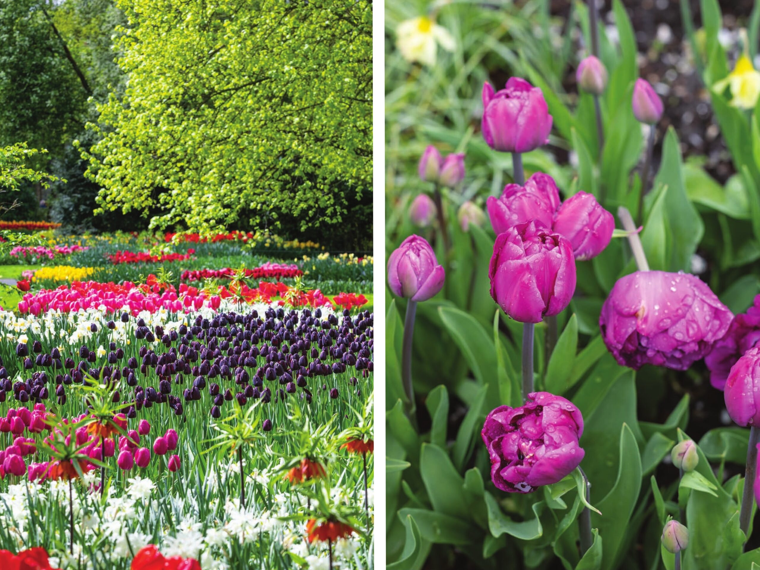 Fields of pink, purple, white, and red flowers in the Netherlands.