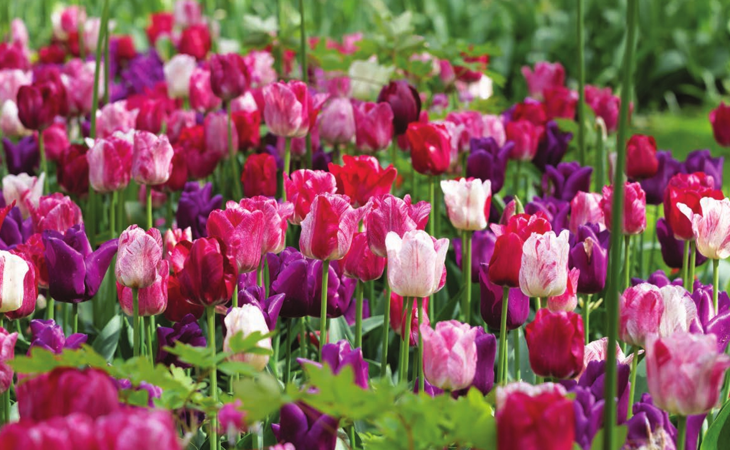 Vivid pink, fuschia, and purple tulips.
