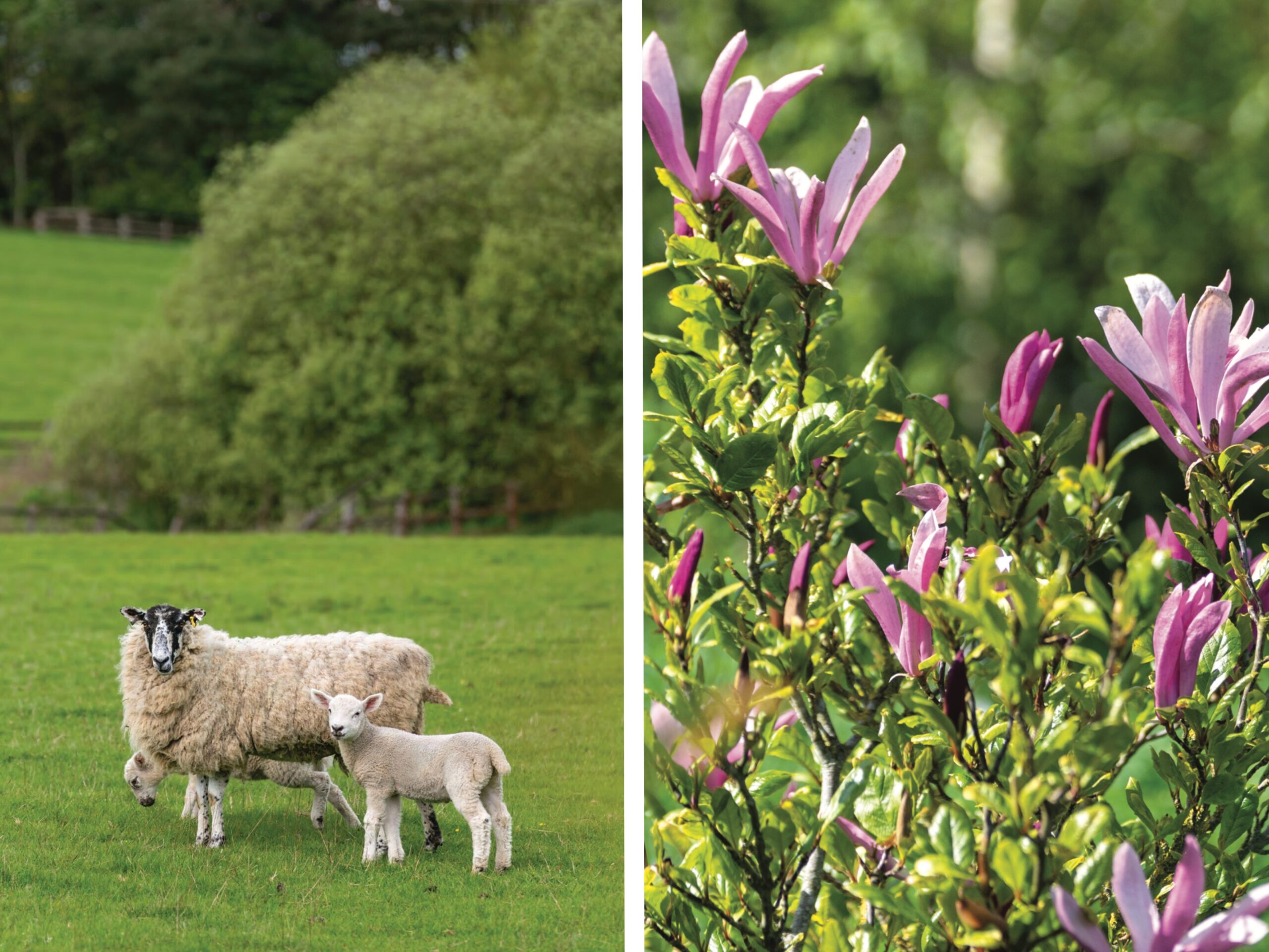 Sheep graze on the lawn of Ashbrook in England, along with flowers.