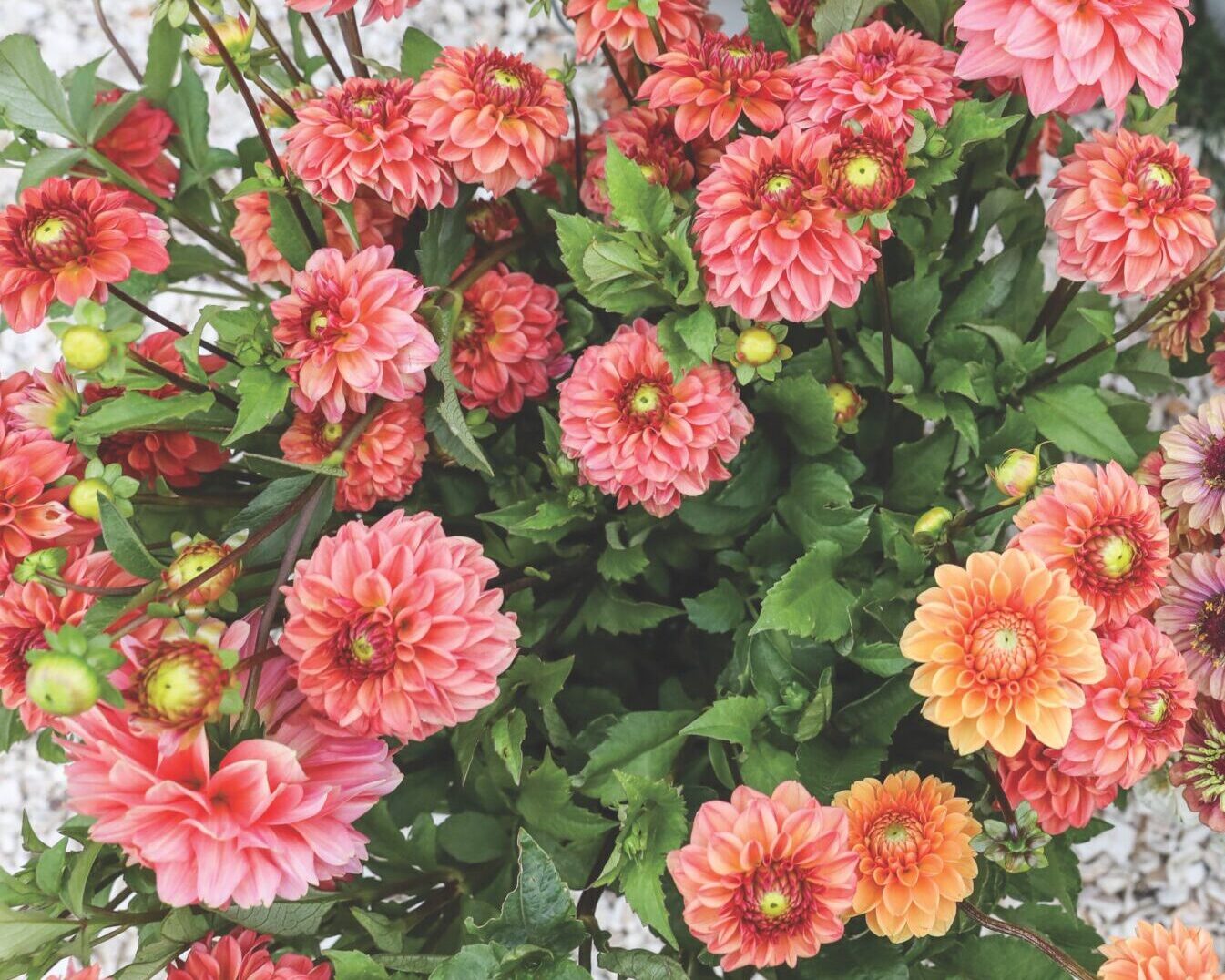 An abundance of pink flowers.