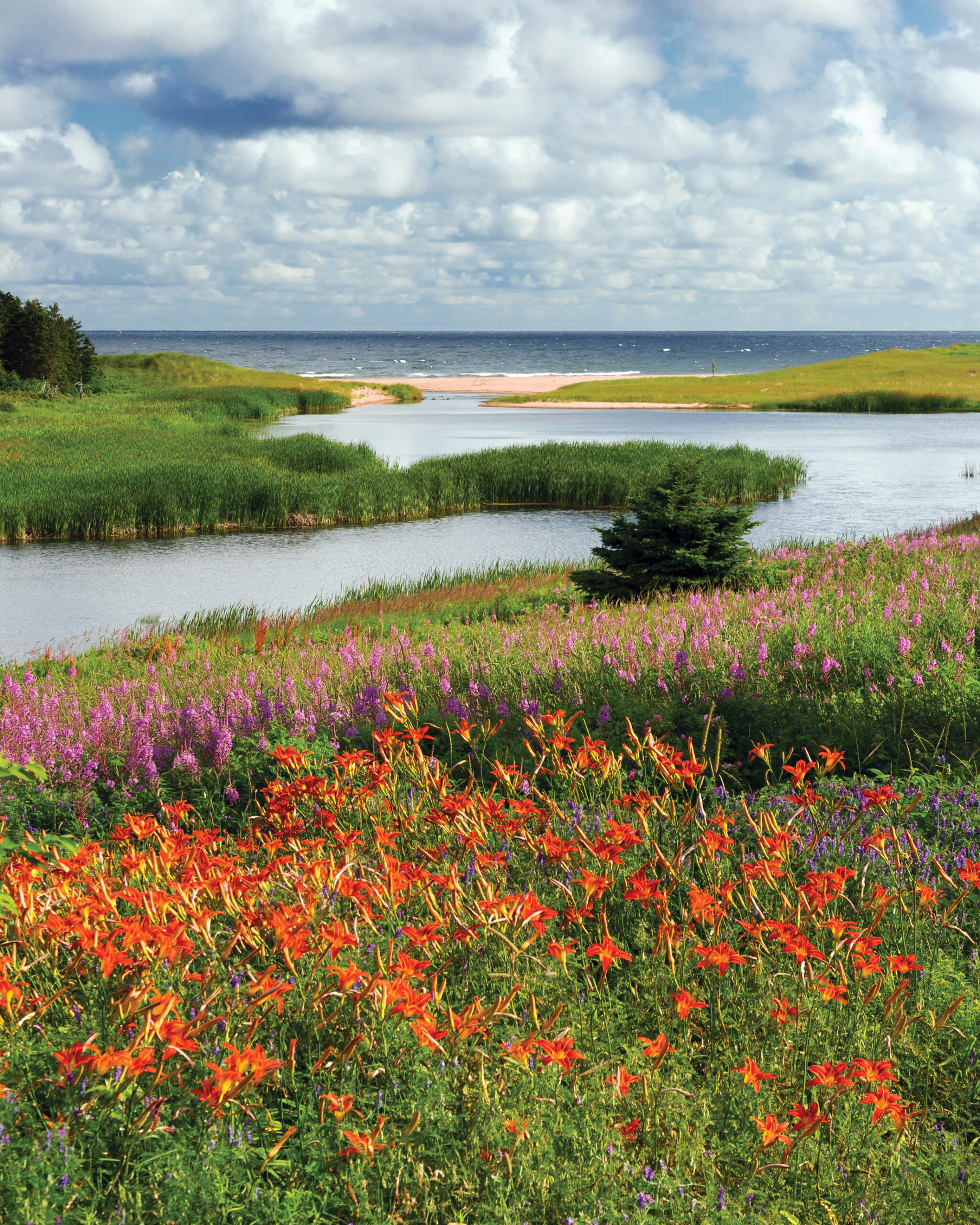 Flowers in a field along the coast