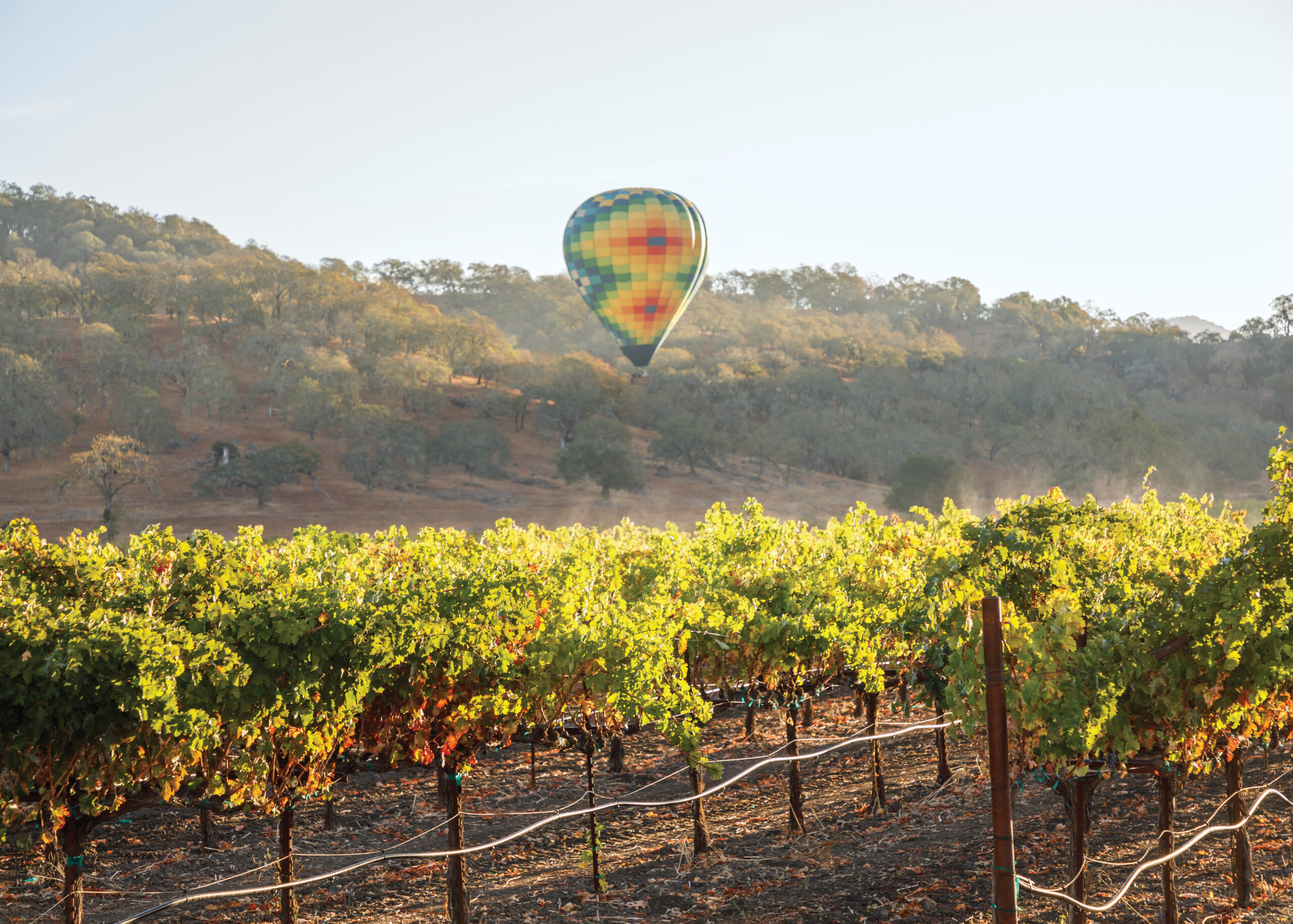 Vineyard in Napa with hot air balloon flying above