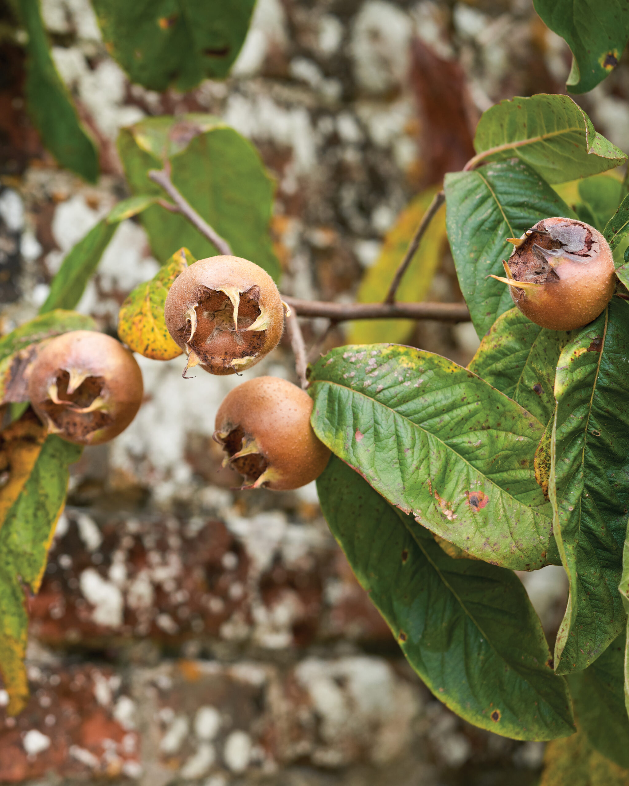 Medlars on a tree