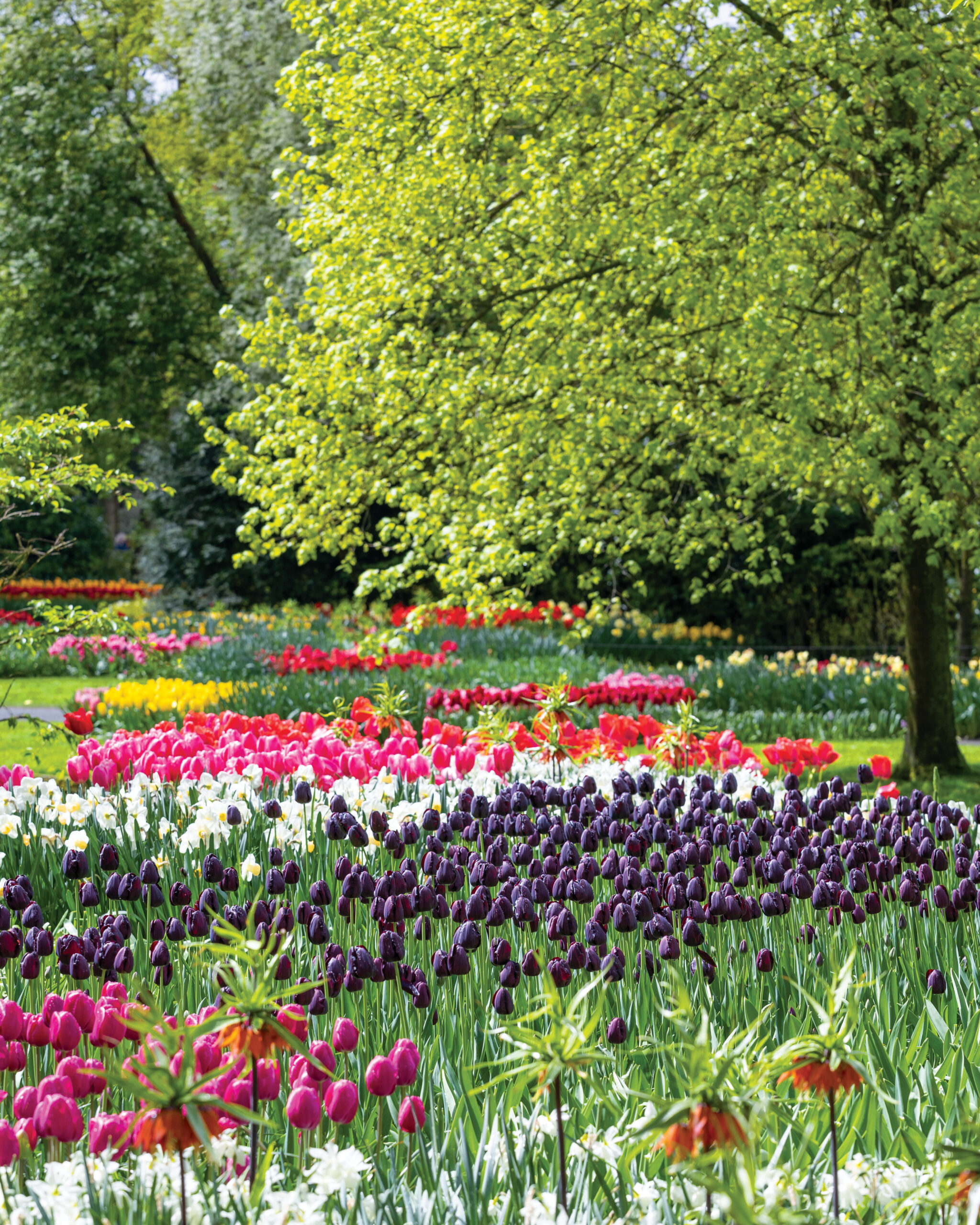 Field of tulips in bloom in Amsterdam