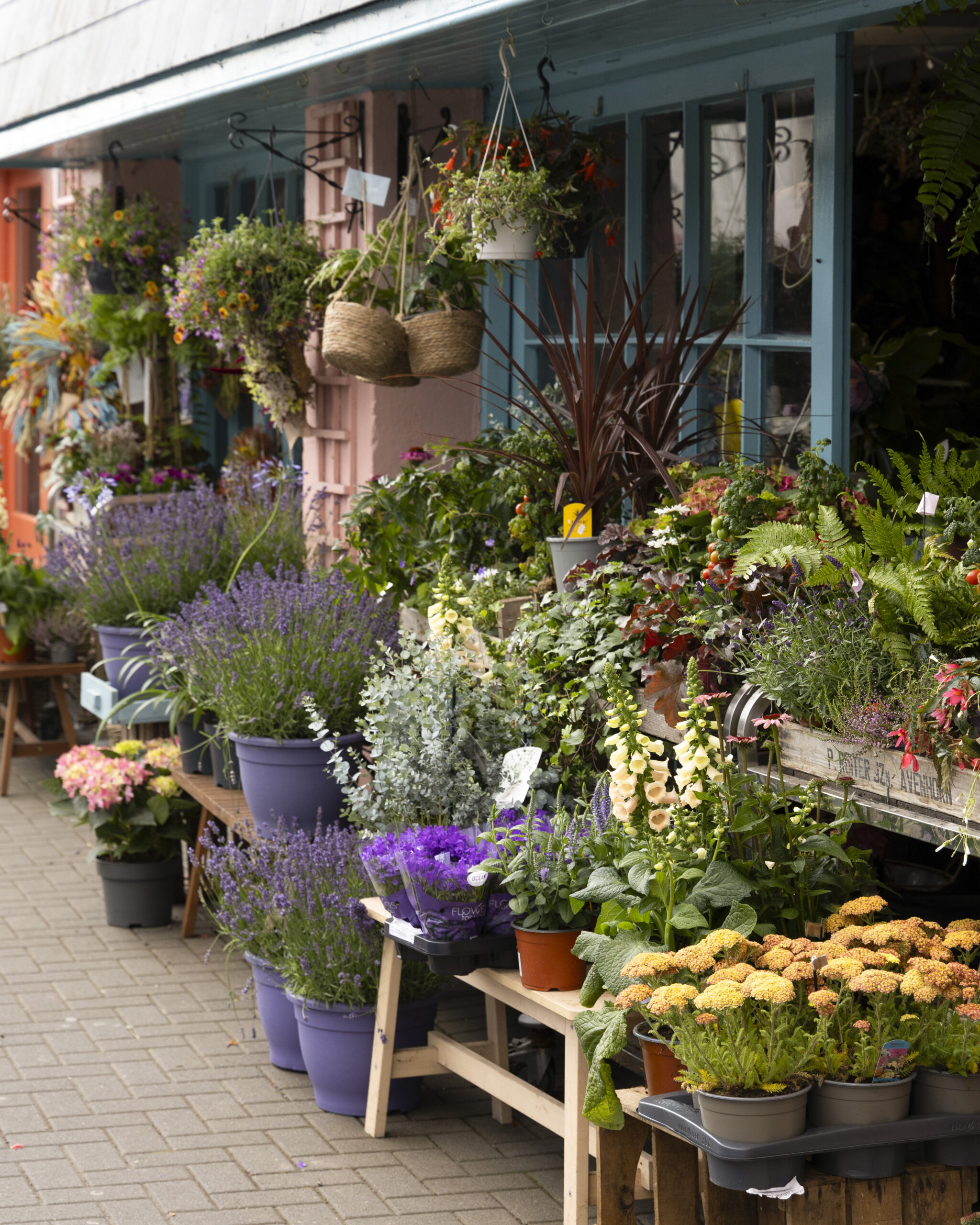 Colorful flower shop display in Kinsale, Ireland with lavender, foxgloves, ferns, and hanging baskets spilling over benches outside pastel storefront windows.