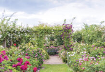 Lush rose garden in full bloom with a brick pathway leading to a wooden bench, framed by pergolas draped in climbing roses in shades of pink, white, and deep magenta beneath a soft, clouded sky.