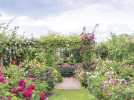 Lush rose garden in full bloom with a brick pathway leading to a wooden bench, framed by pergolas draped in climbing roses in shades of pink, white, and deep magenta beneath a soft, clouded sky.