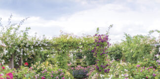 Lush rose garden in full bloom with a brick pathway leading to a wooden bench, framed by pergolas draped in climbing roses in shades of pink, white, and deep magenta beneath a soft, clouded sky.
