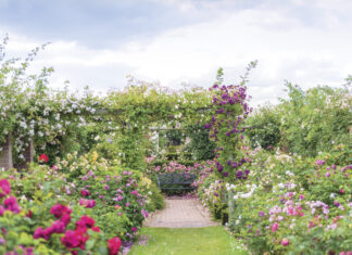Escape to France: Preview our May/June 2026 Issue Lush rose garden in full bloom with a brick pathway leading to a wooden bench, framed by pergolas draped in climbing roses in shades of pink, white, and deep magenta beneath a soft, clouded sky.