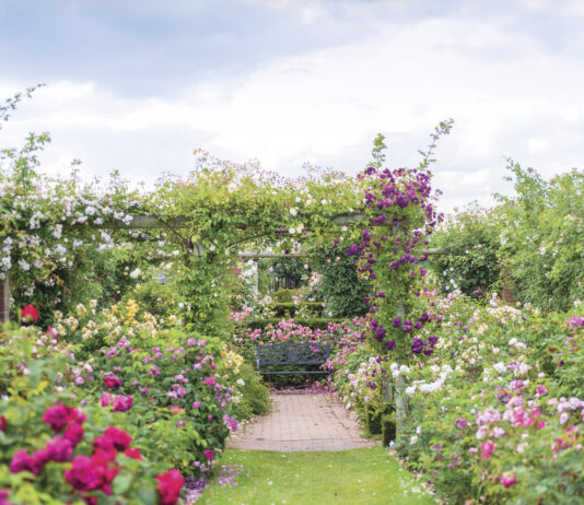 Lush rose garden in full bloom with a brick pathway leading to a wooden bench, framed by pergolas draped in climbing roses in shades of pink, white, and deep magenta beneath a soft, clouded sky.