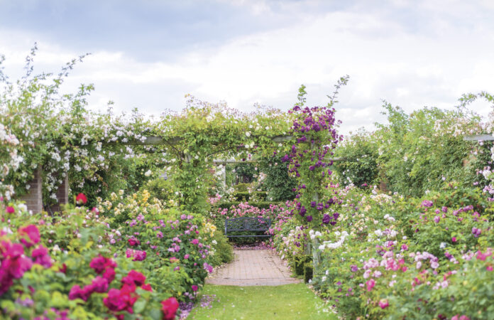 Lush rose garden in full bloom with a brick pathway leading to a wooden bench, framed by pergolas draped in climbing roses in shades of pink, white, and deep magenta beneath a soft, clouded sky.